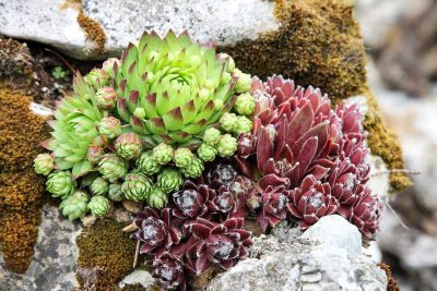 Rastliny do skalky – podľa čoho vyberať?