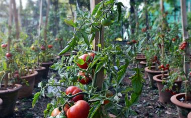 Pestovanie paradajky krok po kroku